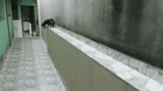 Have You Seen This? Wiener dog's problem-solving is adorable