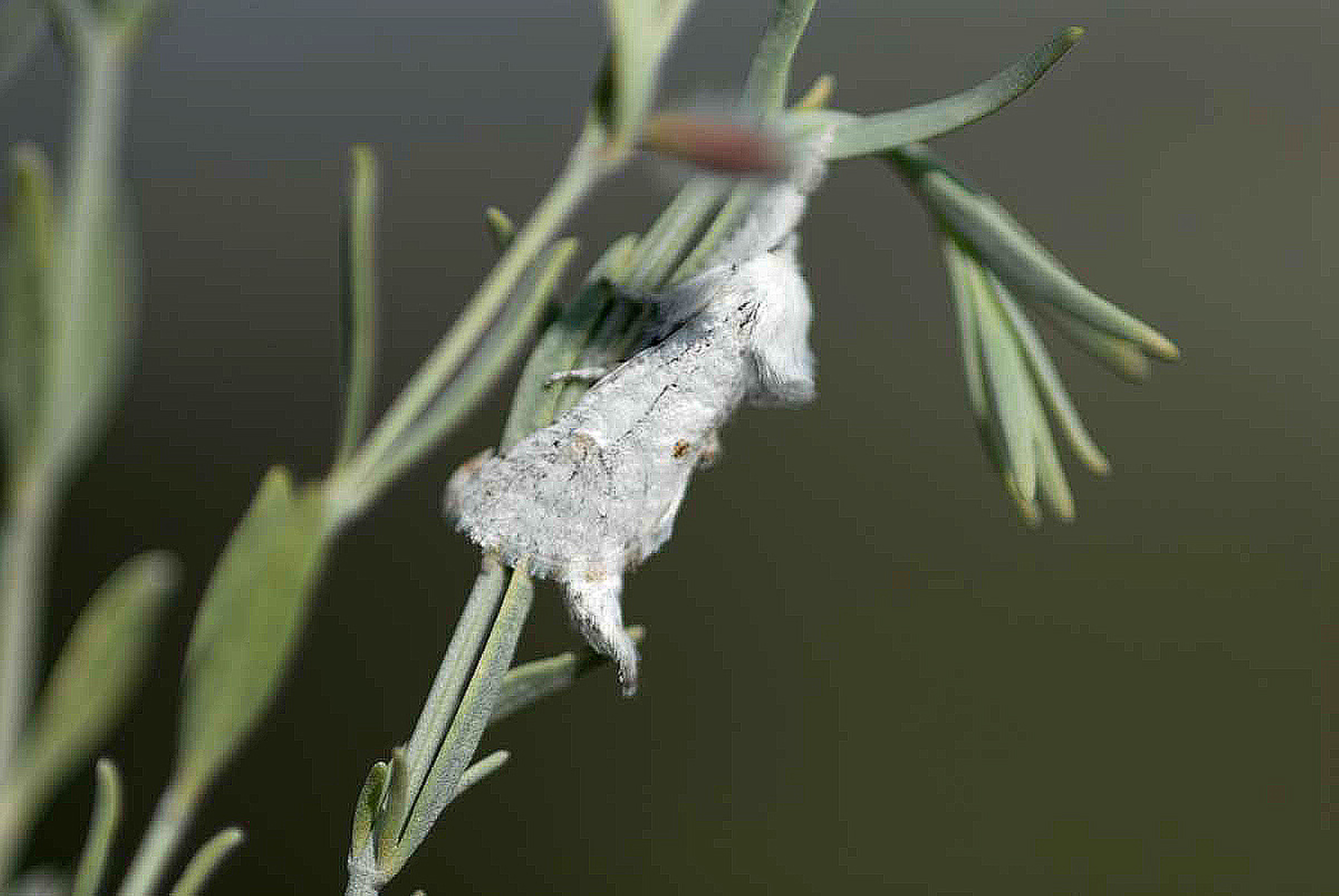 This undated photo provided by Eric H. Metzler shows a new species of moth, discovered by Metzler, that will be named by the lucky winner of an online auction whose proceeds will benefit the Western National Parks Association, which has funded some of Metzler's research. The auction on eBay allows the public to purchase the right to name the new species of moth. (Eric H. Metzler via AP)