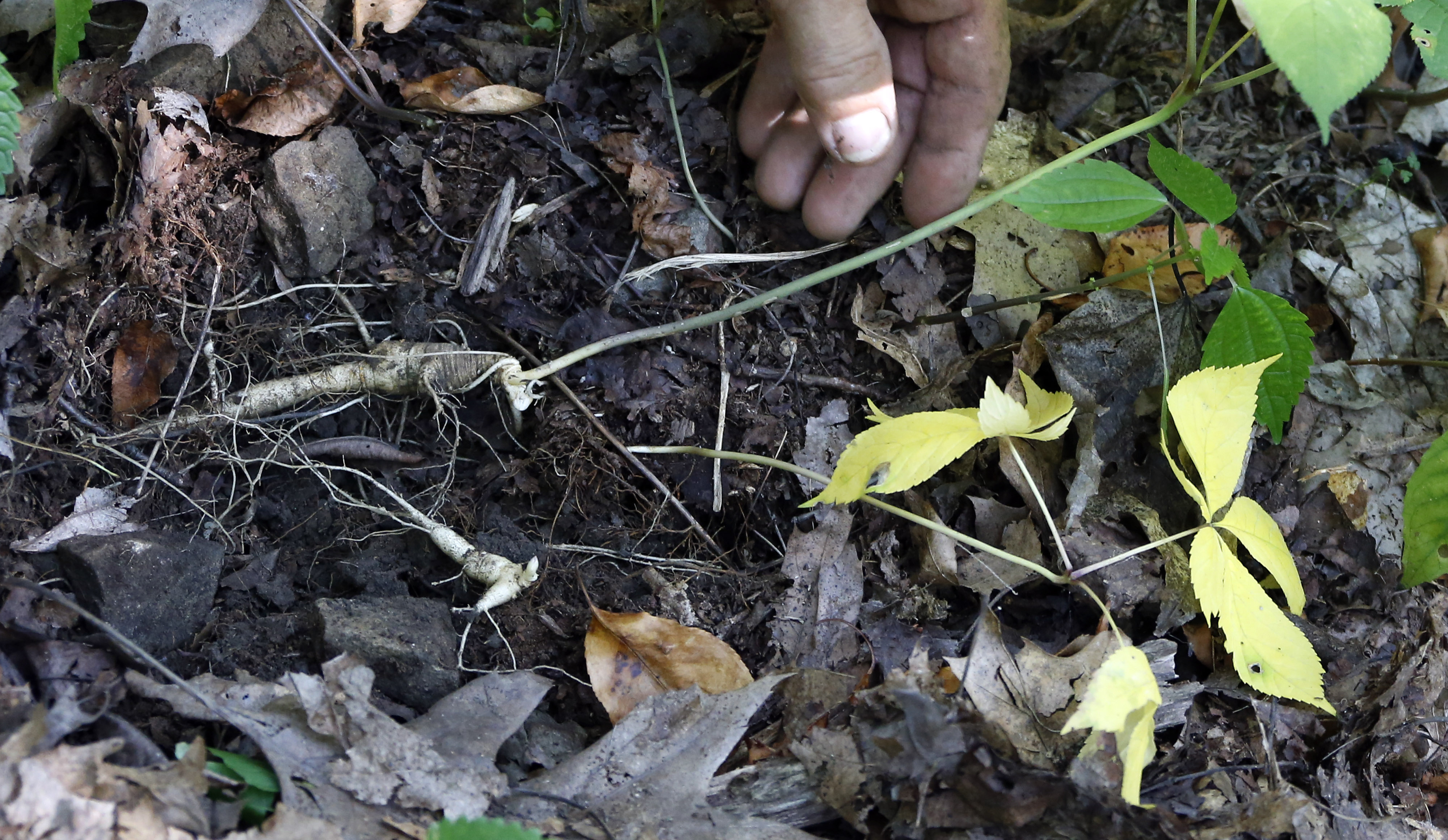 Saving 'sang': New label aims to conserve wild ginseng