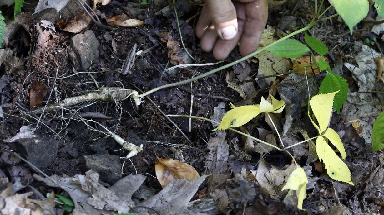 Saving 'sang': New label aims to conserve wild ginseng
