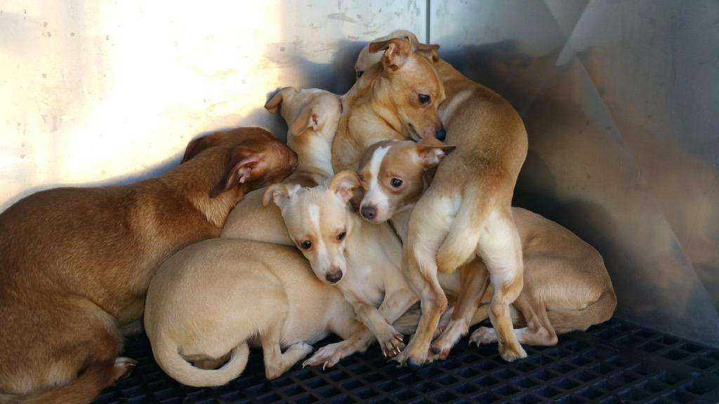 Courtesy of the Ogden City Police Department