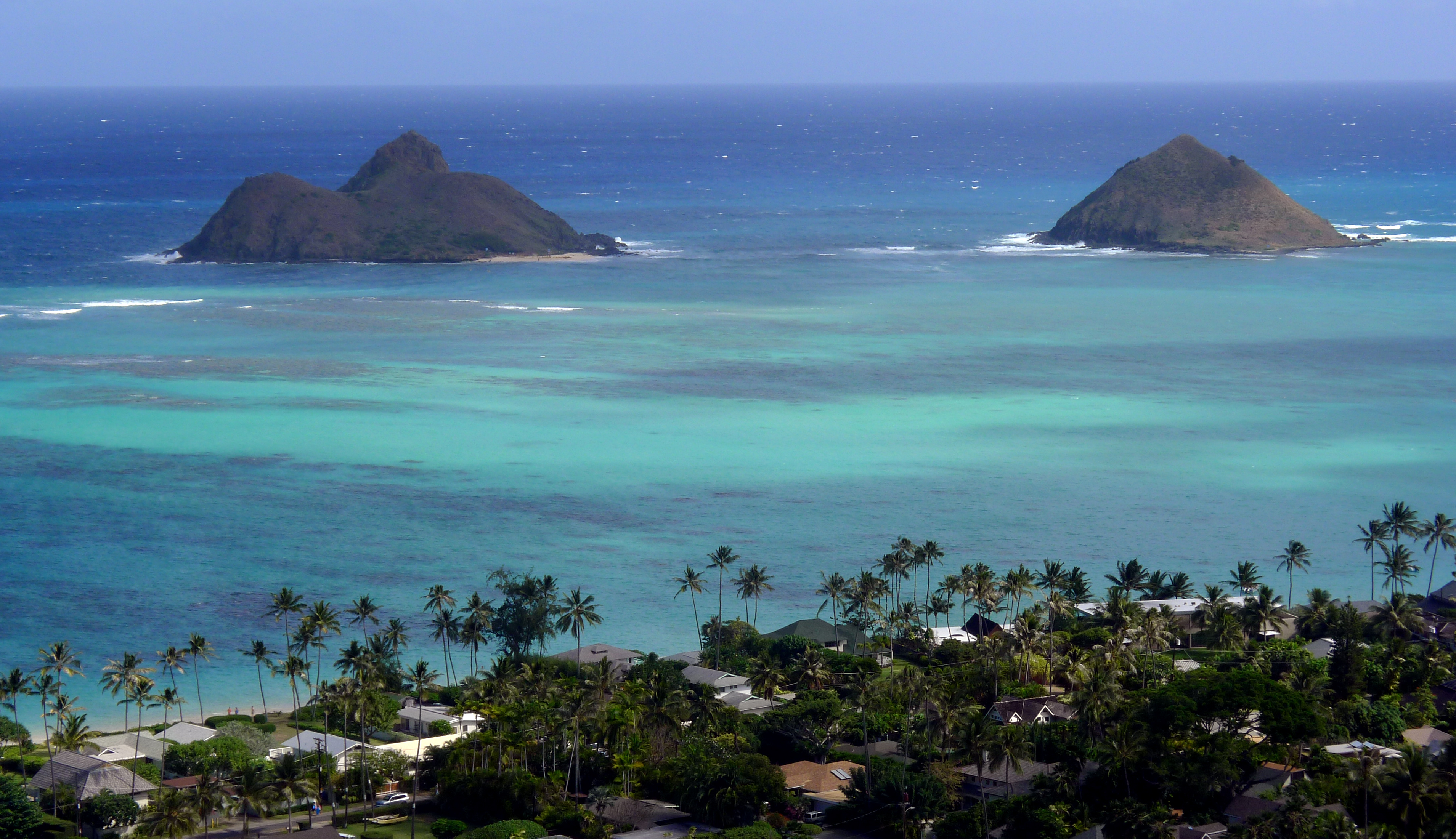 Sharp-toothed creature that bit Hawaii surfer was an eel