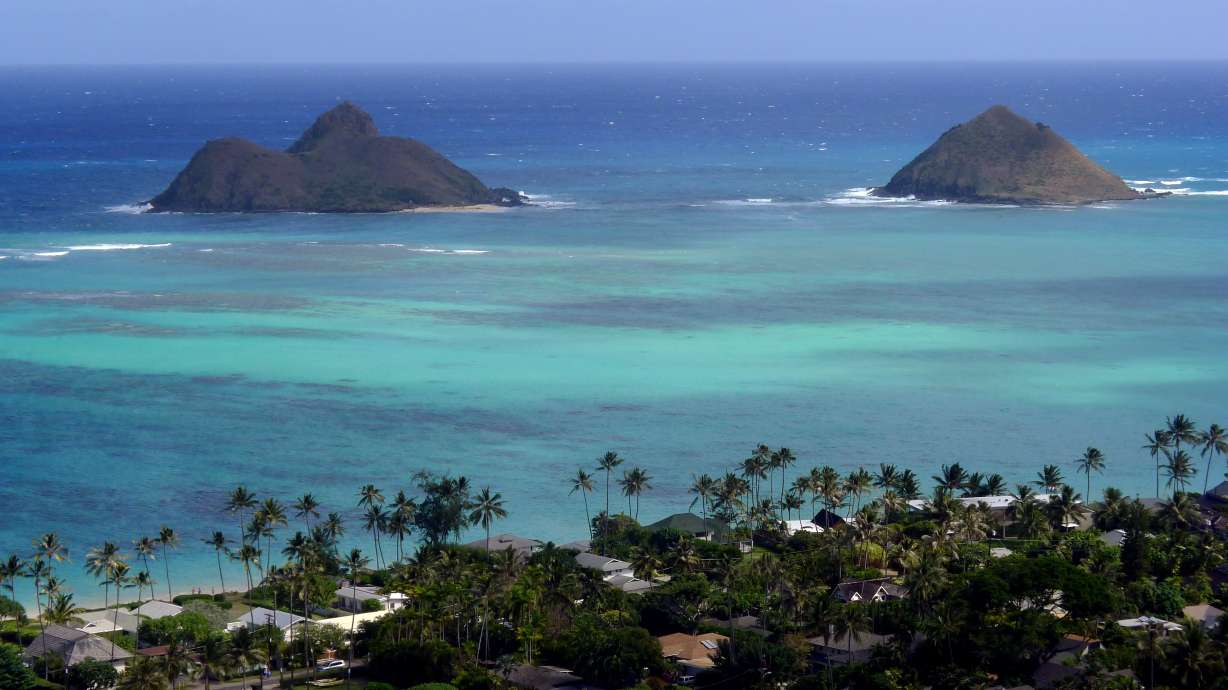 Sharp-toothed creature that bit Hawaii surfer was an eel