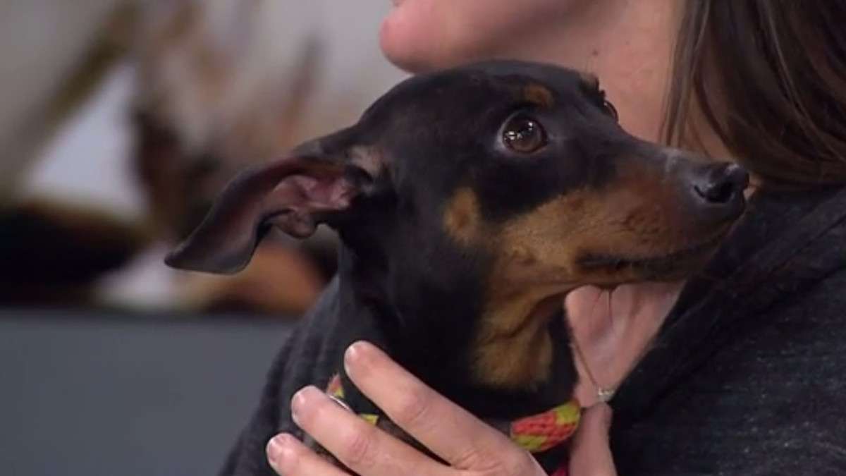 Cooper the mini pinscher is BFAS's pet of the week. (Photo: KSL-TV)