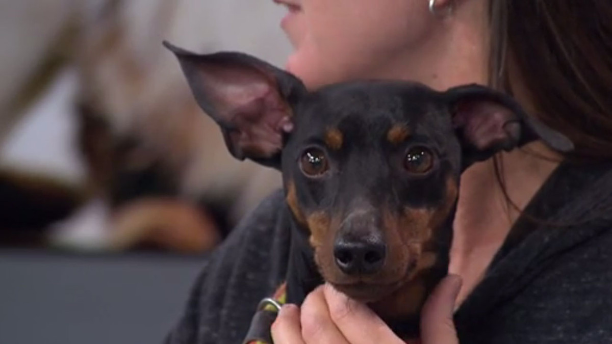 Cooper the mini pinscher is BFAS's pet of the week. (Photo: KSL-TV)
