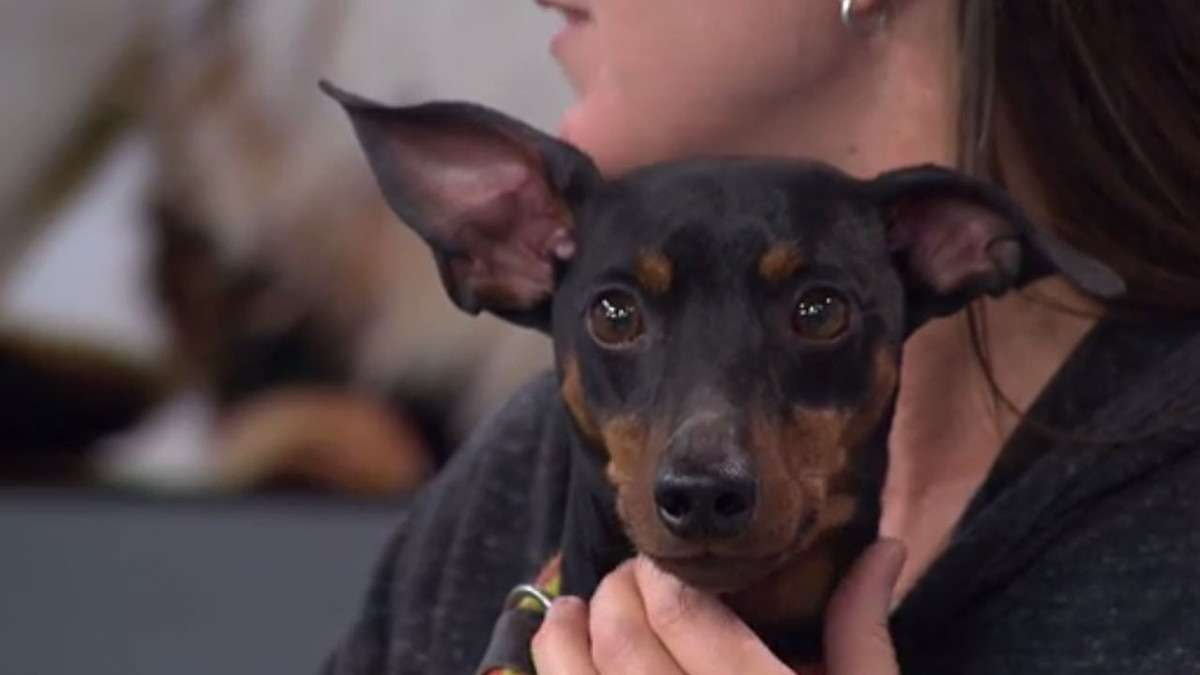 Cooper the mini pinscher is BFAS's pet of the week. (Photo: KSL-TV)