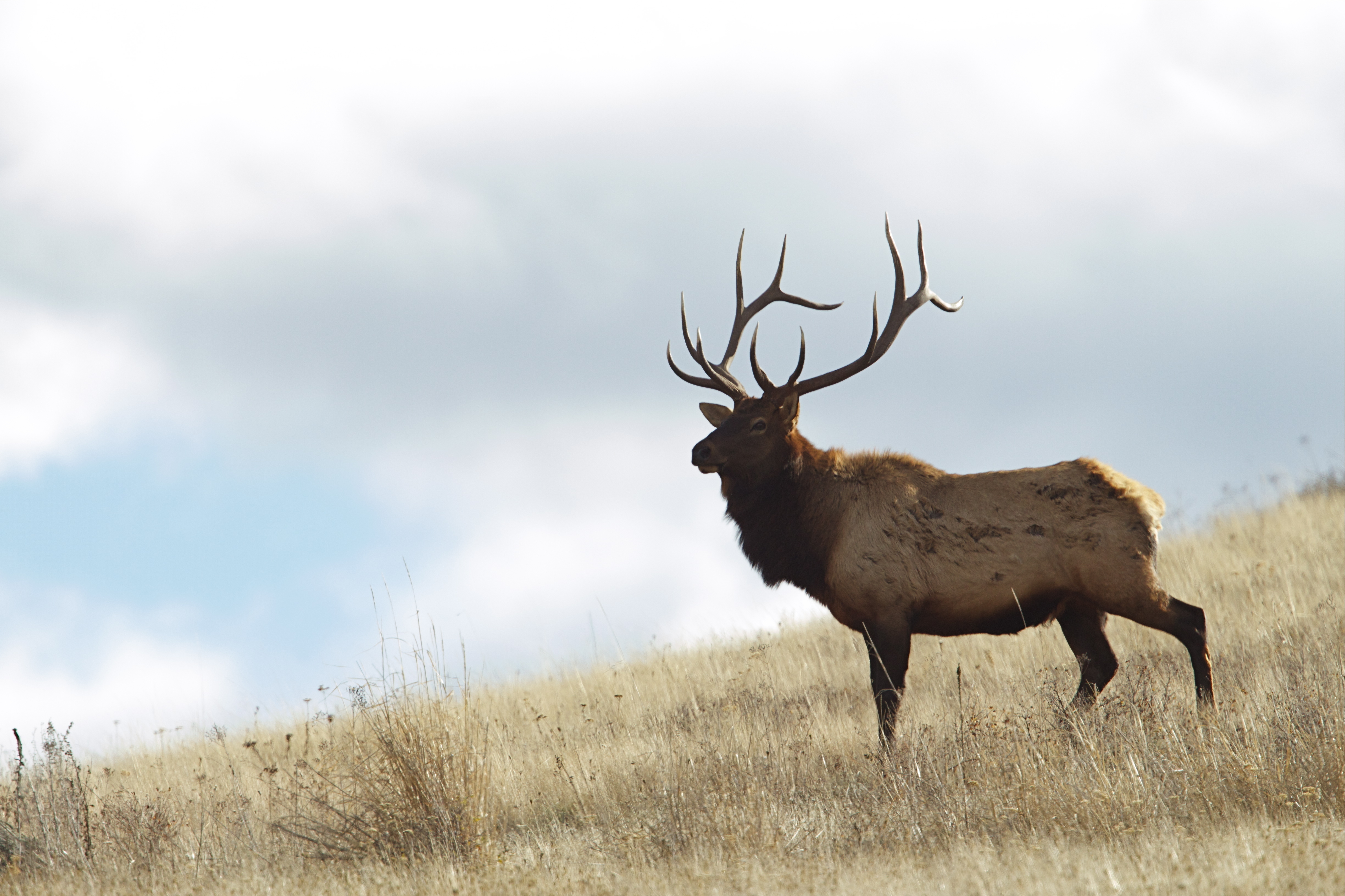 Herd of 41 elk die in Oregon after falling through ice