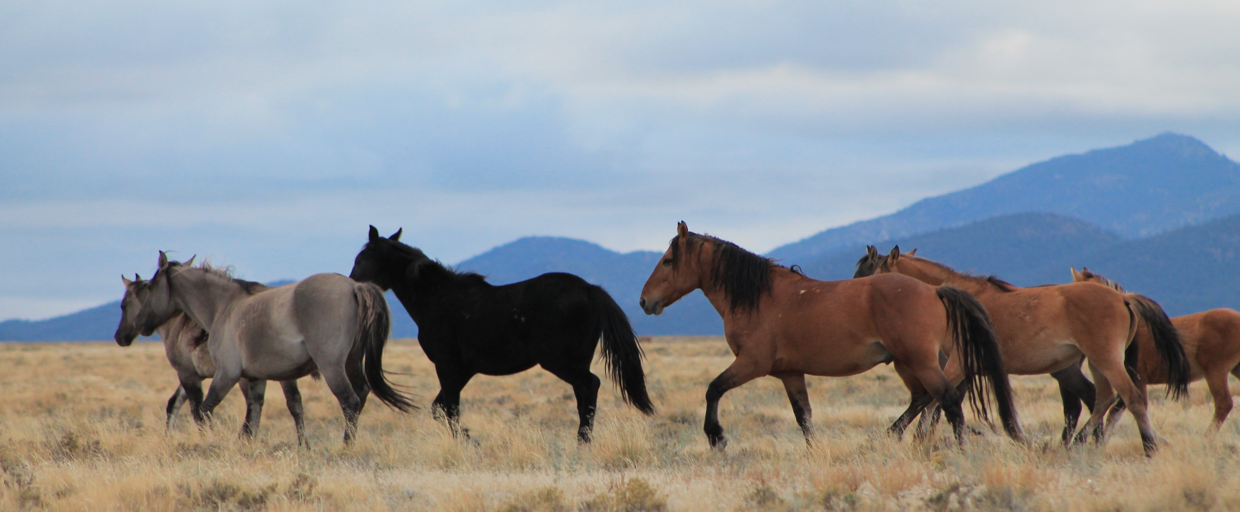 Wild horses roam the western rangelands of Utah. (Photo: David Cluff/iWitness)