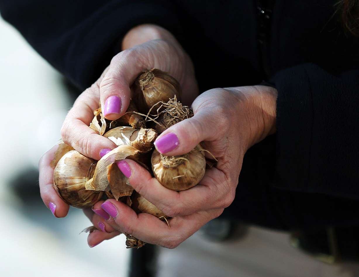 Sgt. Robin Heiden of the Salt Lake City Police Department plants daffodils in Salt Lake City, Thursday, Oct. 22, 2015, as part of a ceremony to honor gun violence victims and to support YWCA's Week Without Violence. (Photo: Ravell Call, Deseret News)