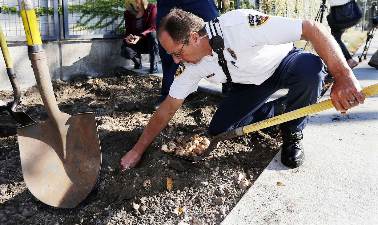 Salt Lake City Fire Department Battalion Chief Dan Walker plants daffodils in Salt Lake City, Thursday, Oct. 22, 2015, as part of a ceremony to honor gun violence victims and to support YWCA's Week Without Violence. (Photo: Ravell Call, Deseret News)