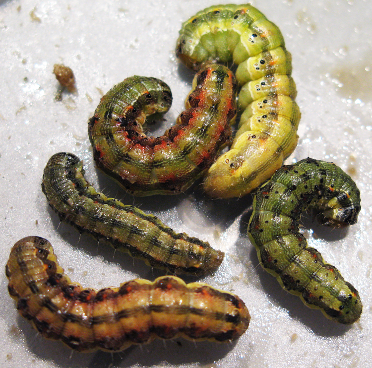 5 of the most common insects in Utah | KSL.com