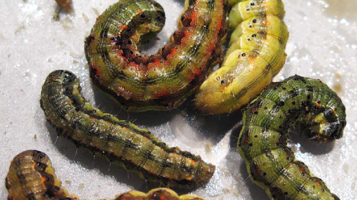 5 of the most common insects in Utah