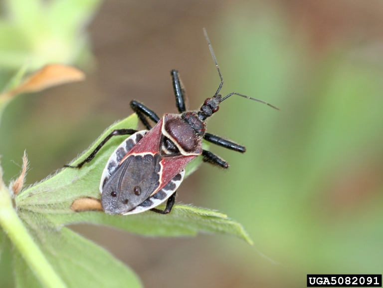 5 of the most common insects in Utah | KSL.com