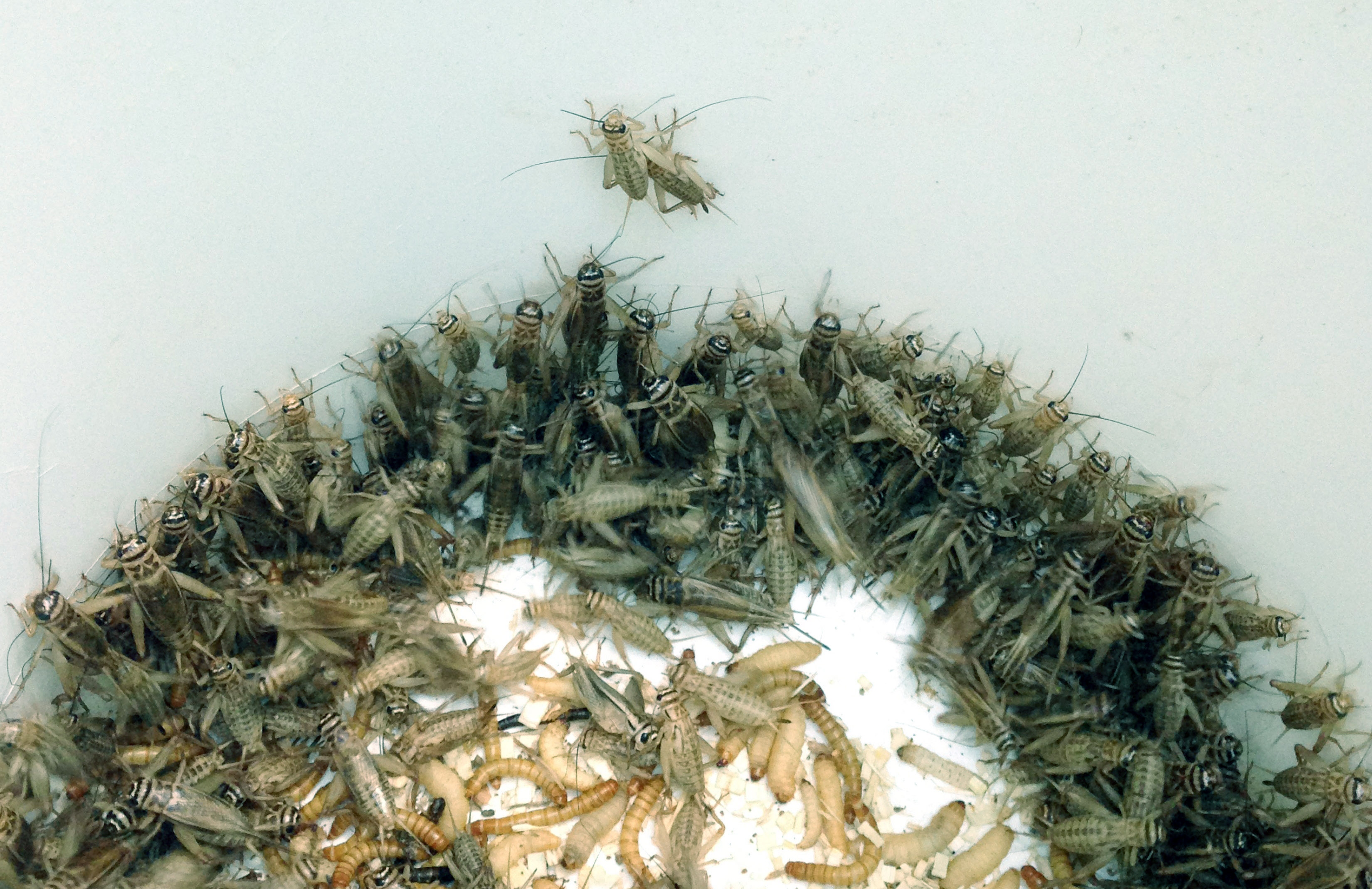 Detroit Zoo saves money by breeding its own crickets