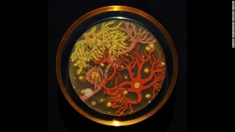 Scientists paint with bacteria to make art