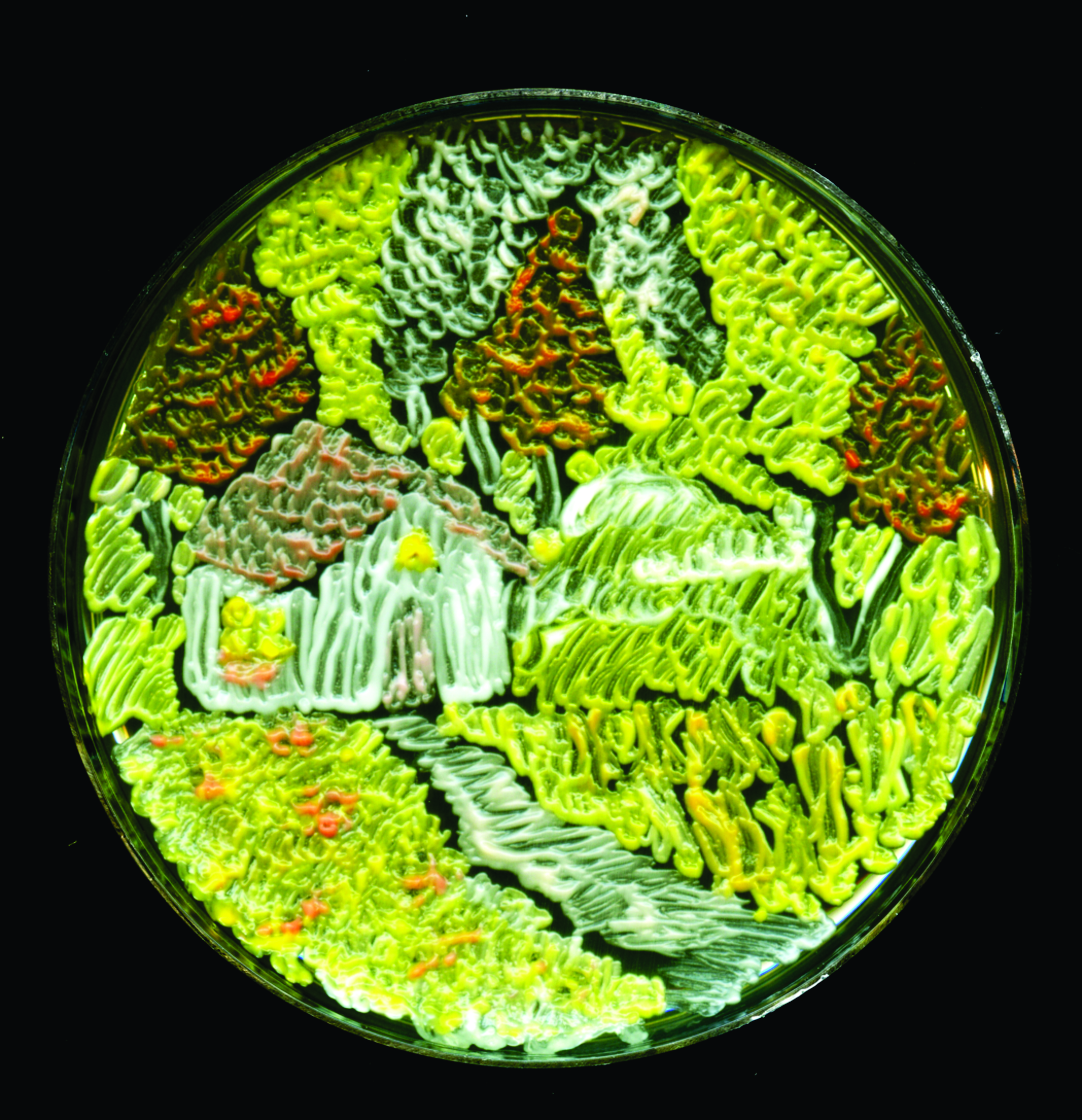 Harvest Season. Photo: Maria Eugenia Inda, CSHL/Courtesy Microbe World