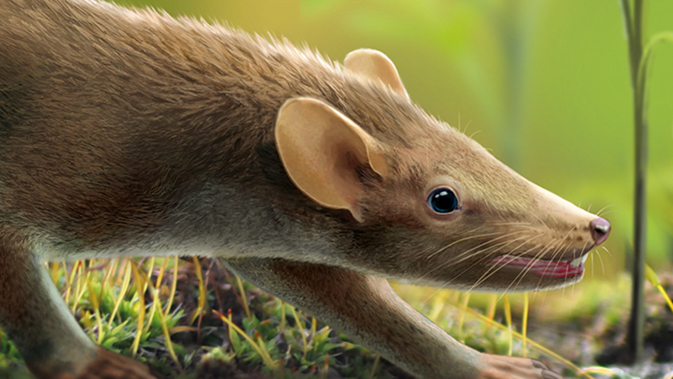 125-million-year-old cretaceous 'furball' is oldest known mammal