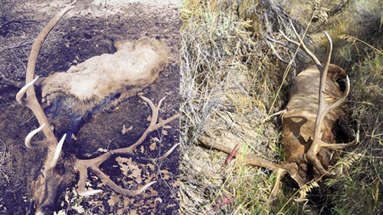6 elk illegally killed throughout Utah; DWR seeks poachers