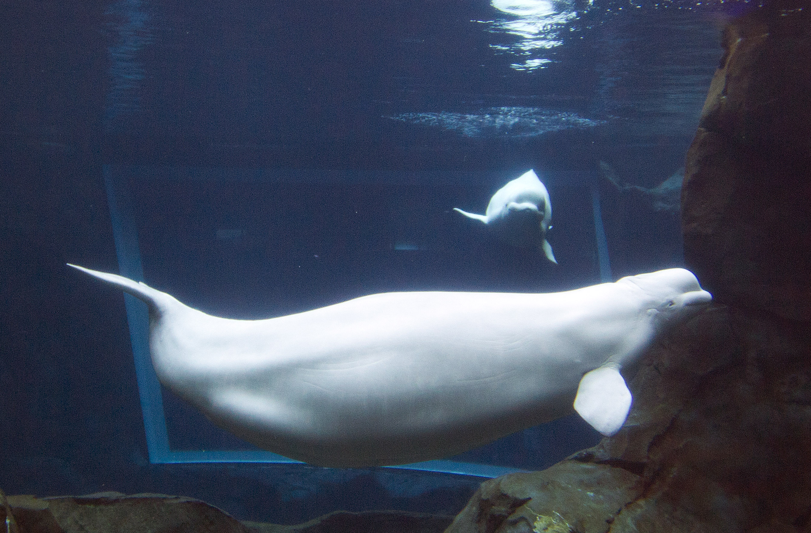 Beluga whale final necropsy results expected in 4 to 6 weeks
