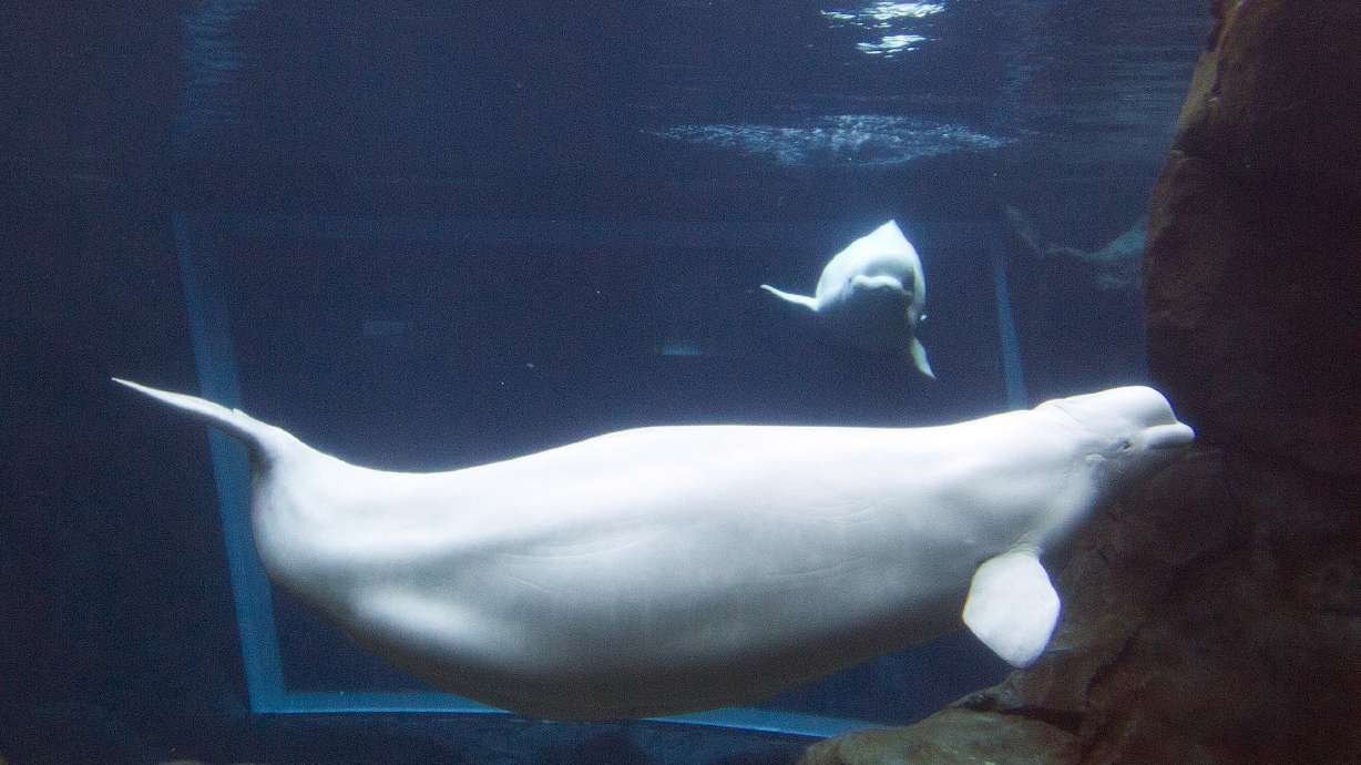 Beluga whale final necropsy results expected in 4 to 6 weeks