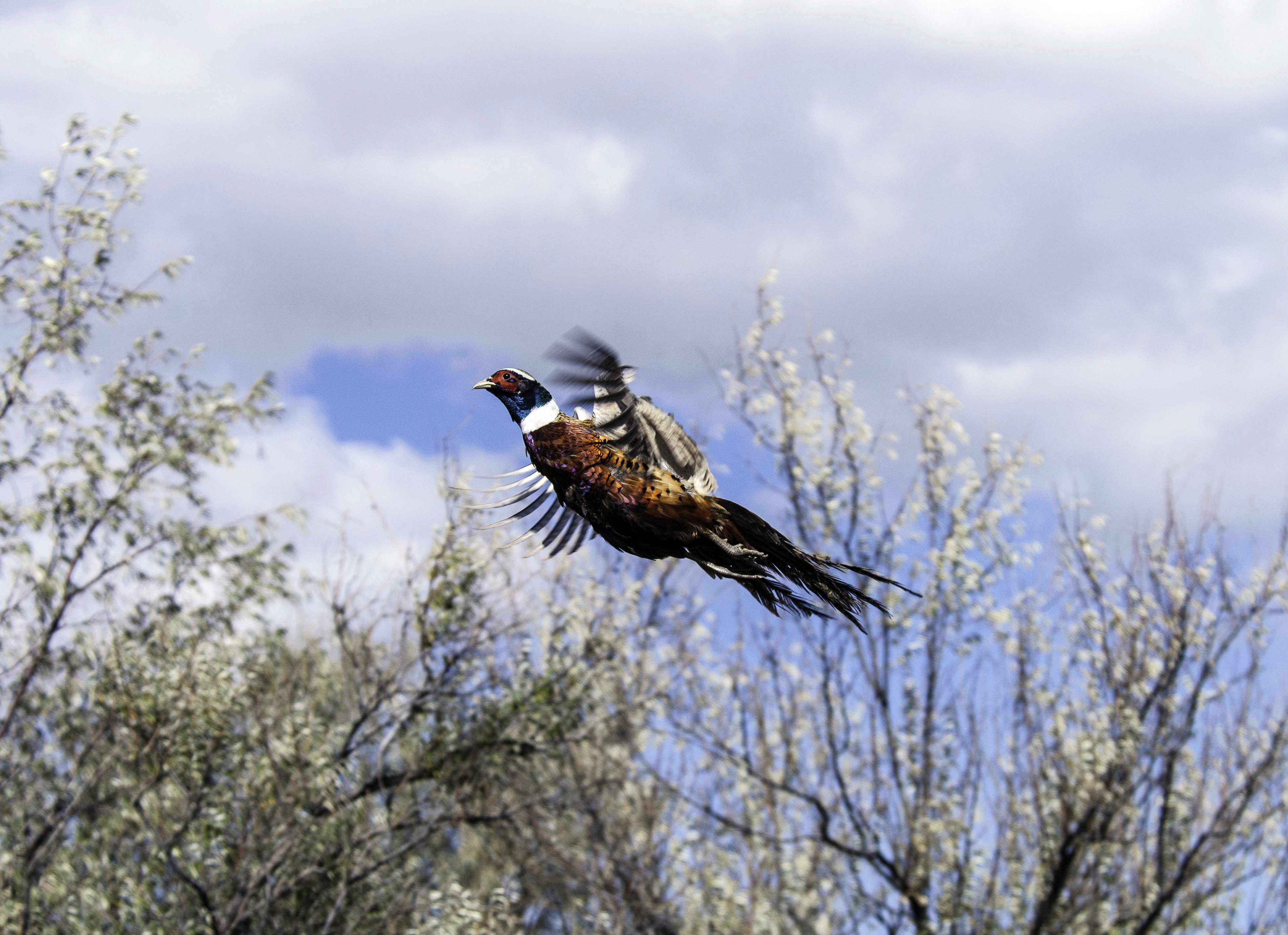 DWR proposes changes to Utah pheasant hunt