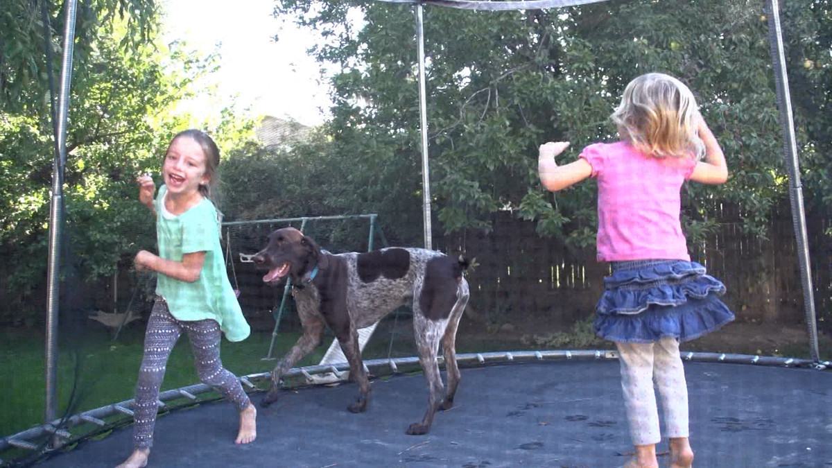 This summer, Hank the German shorthaired pointer swiped a pack of Cameron's sugar-free gum off the kitchen counter. (Photo: KSL-TV)