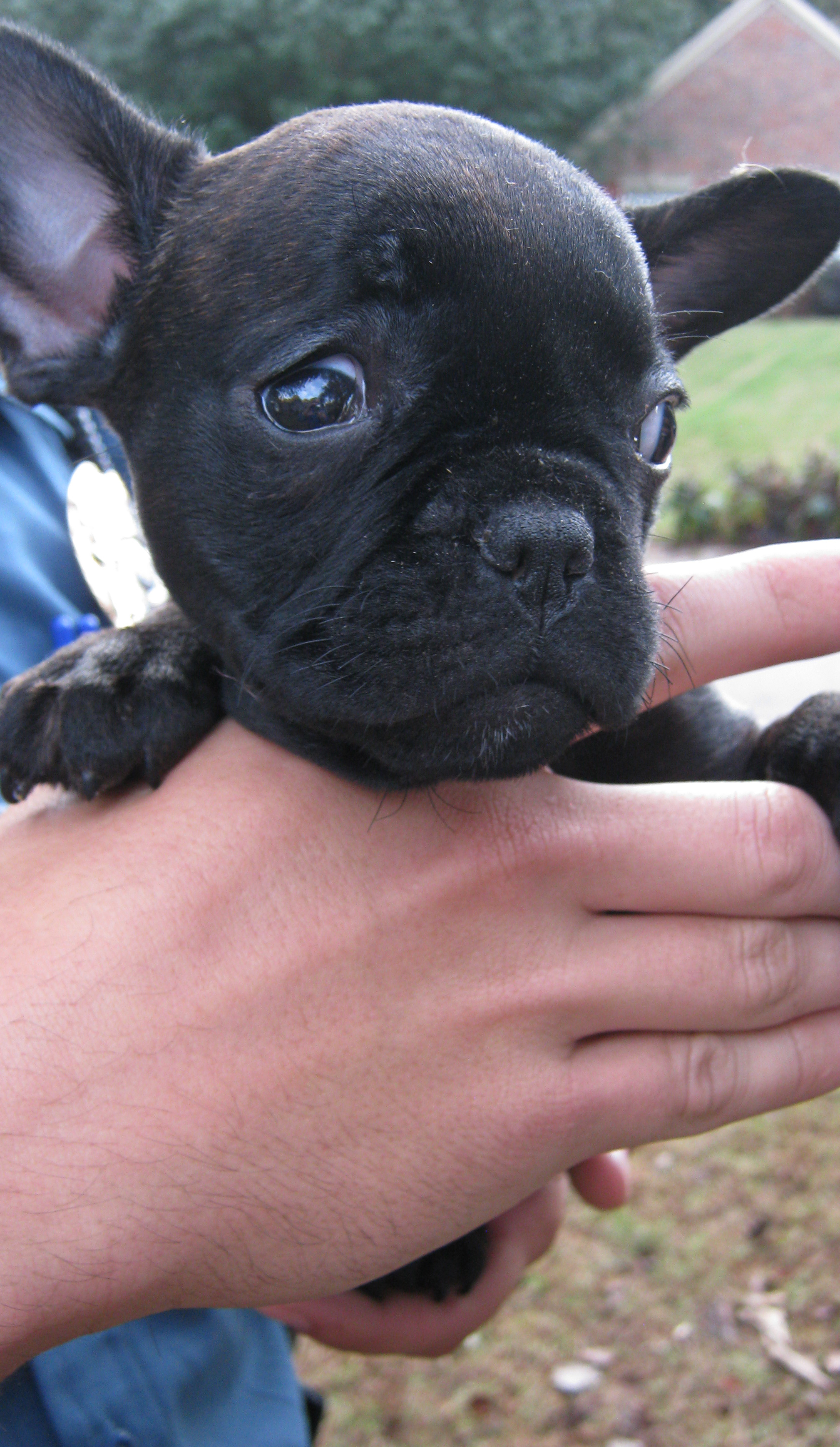 Atlanta area police recover stolen French bulldog puppies