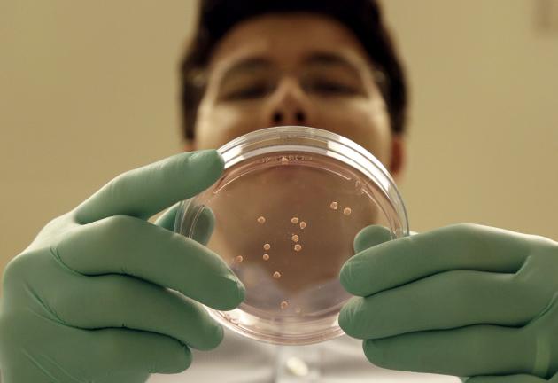 Cultivan partes de cerebro humano para estudios