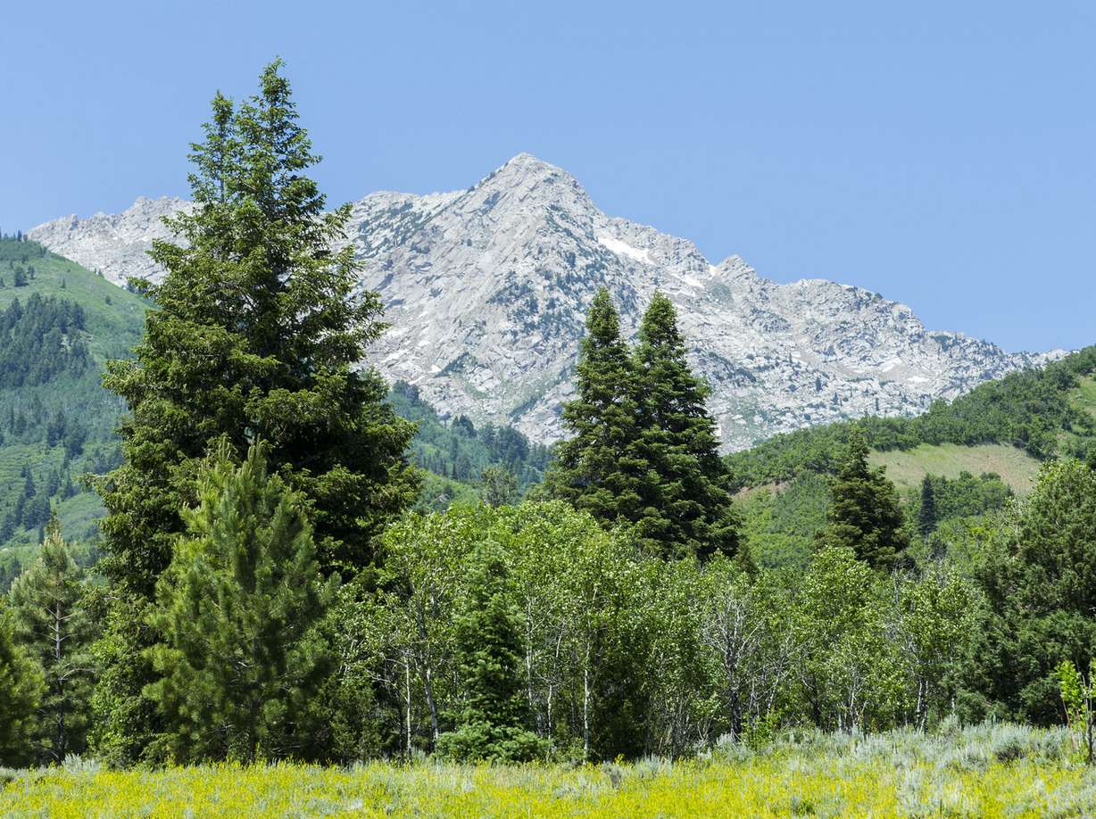 An area of American Fork canyon north of Tibble Fork reservoir Tuesday, June 23, 2015. (Photo: Scott G Winterton, Deseret News)