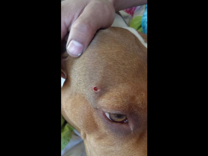 Pareja de Provo encuentra a sus perros heridos con bales de arma de aire comprimido