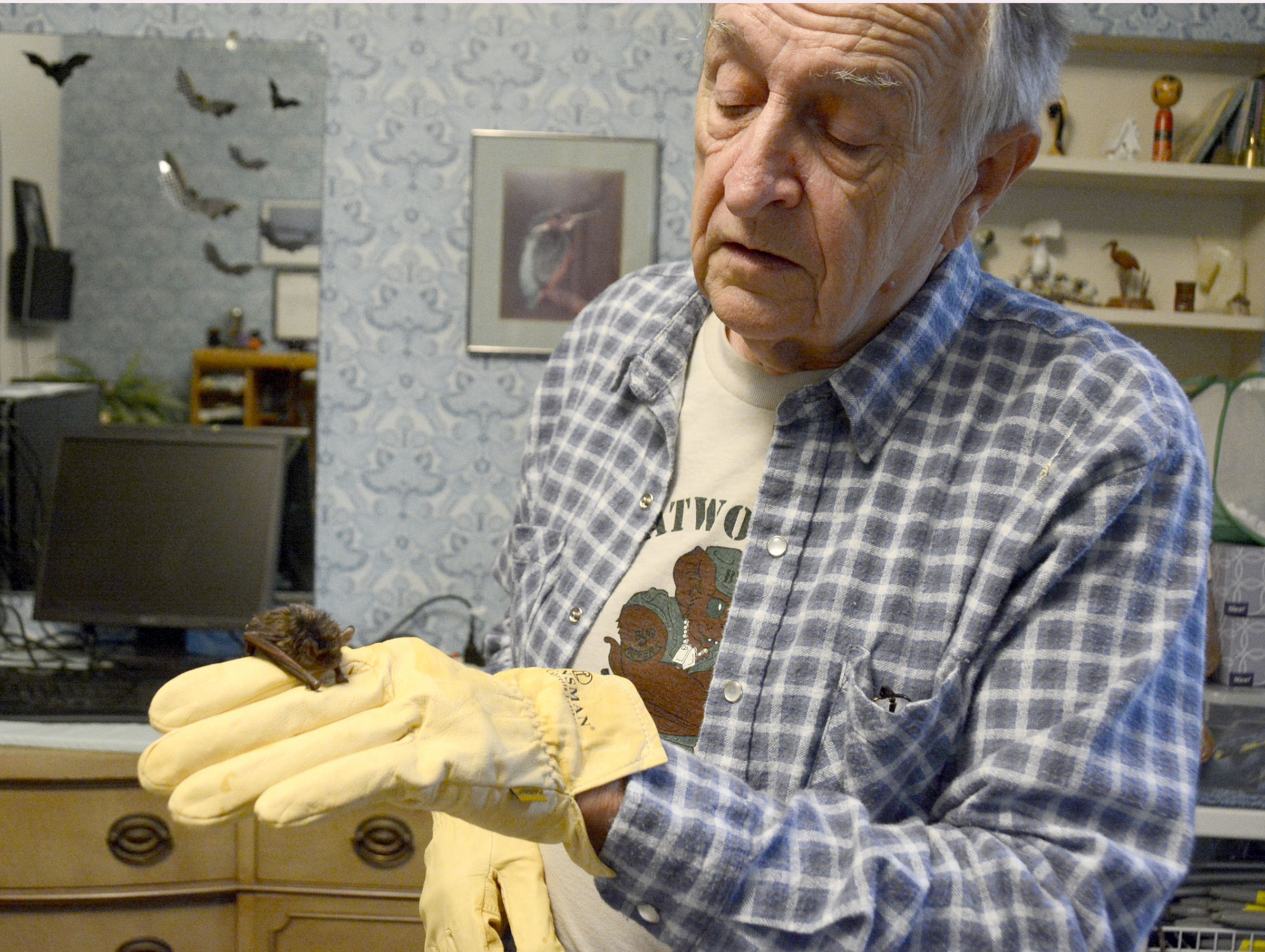 Couple's home doubles as bat cave for rescued animals