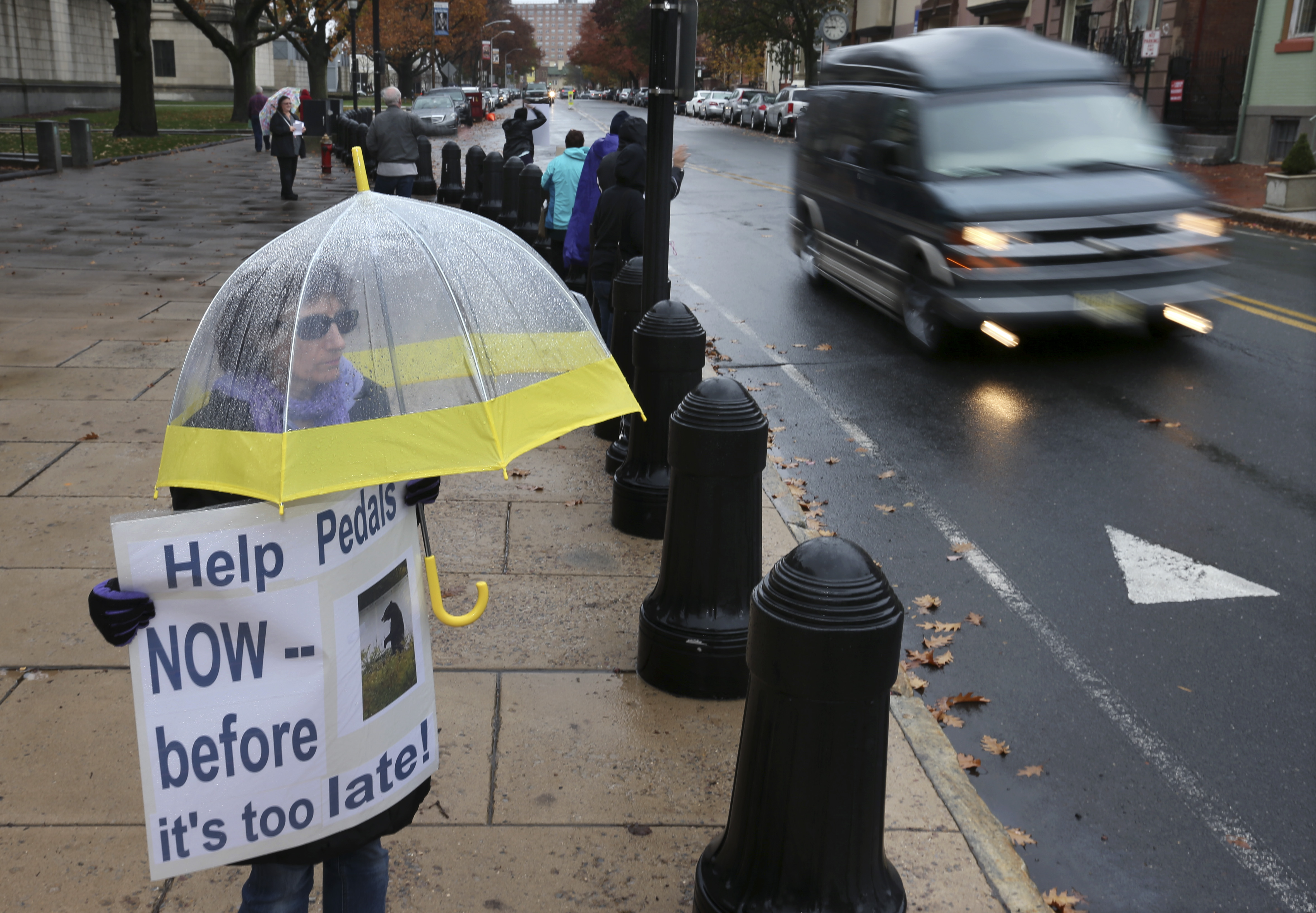 A bipedal bear flits in the woods, and activists fight state