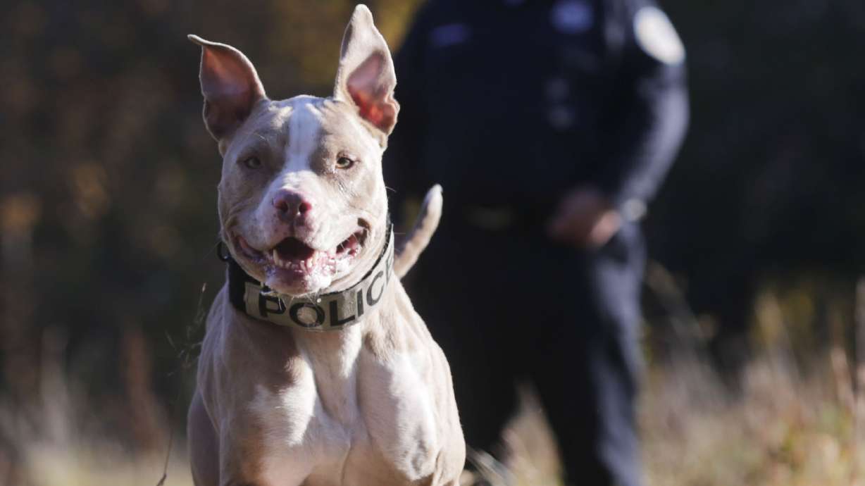 Pit bull police dog defies breed's savage stereotypes