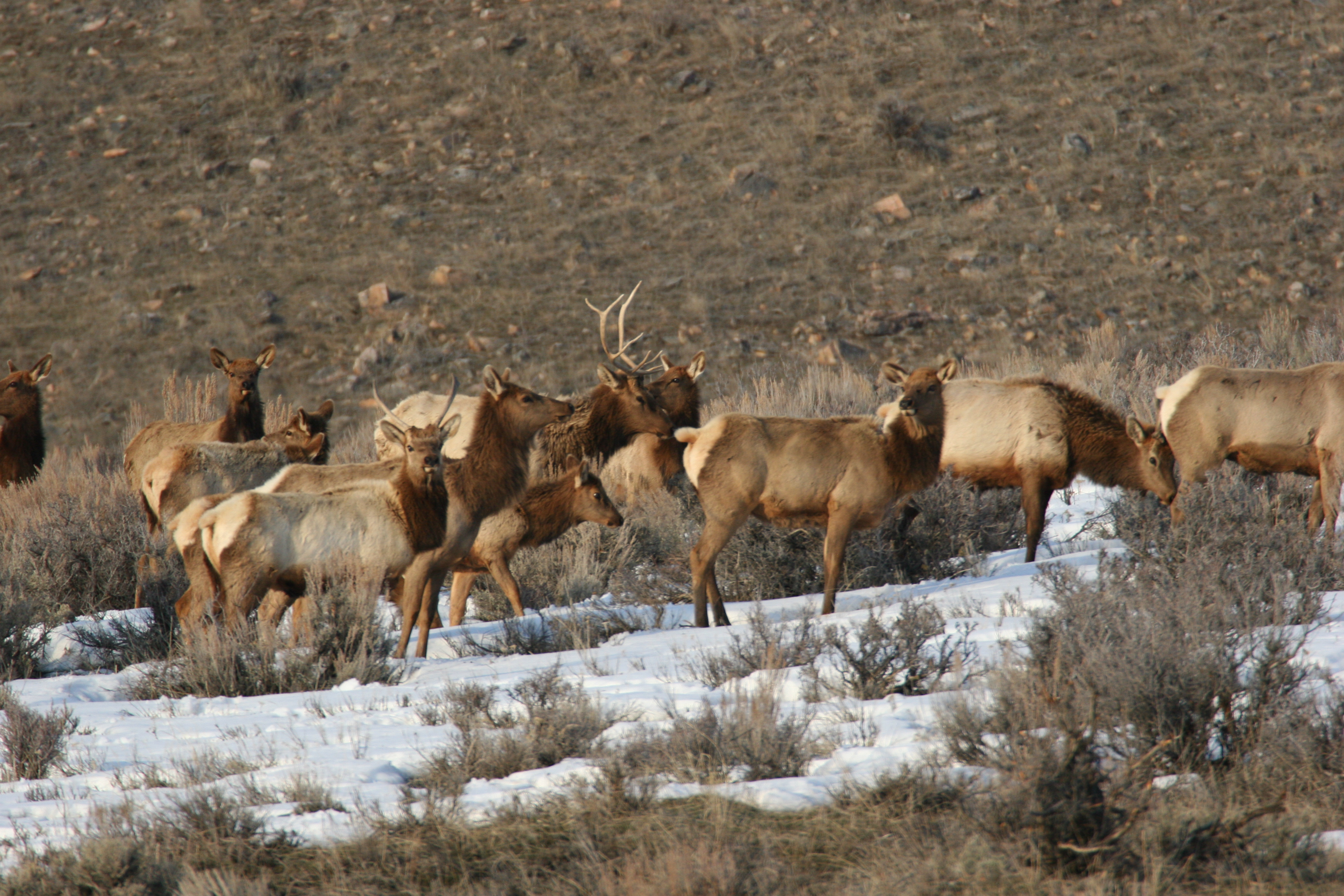 DWR proposes holding 2 Utah elk hunts at same time