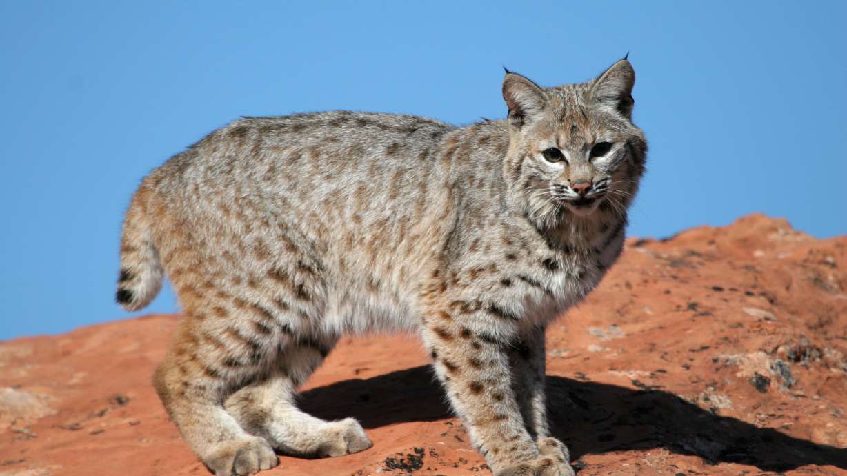 2 Juab County men sentenced for illegal trapping