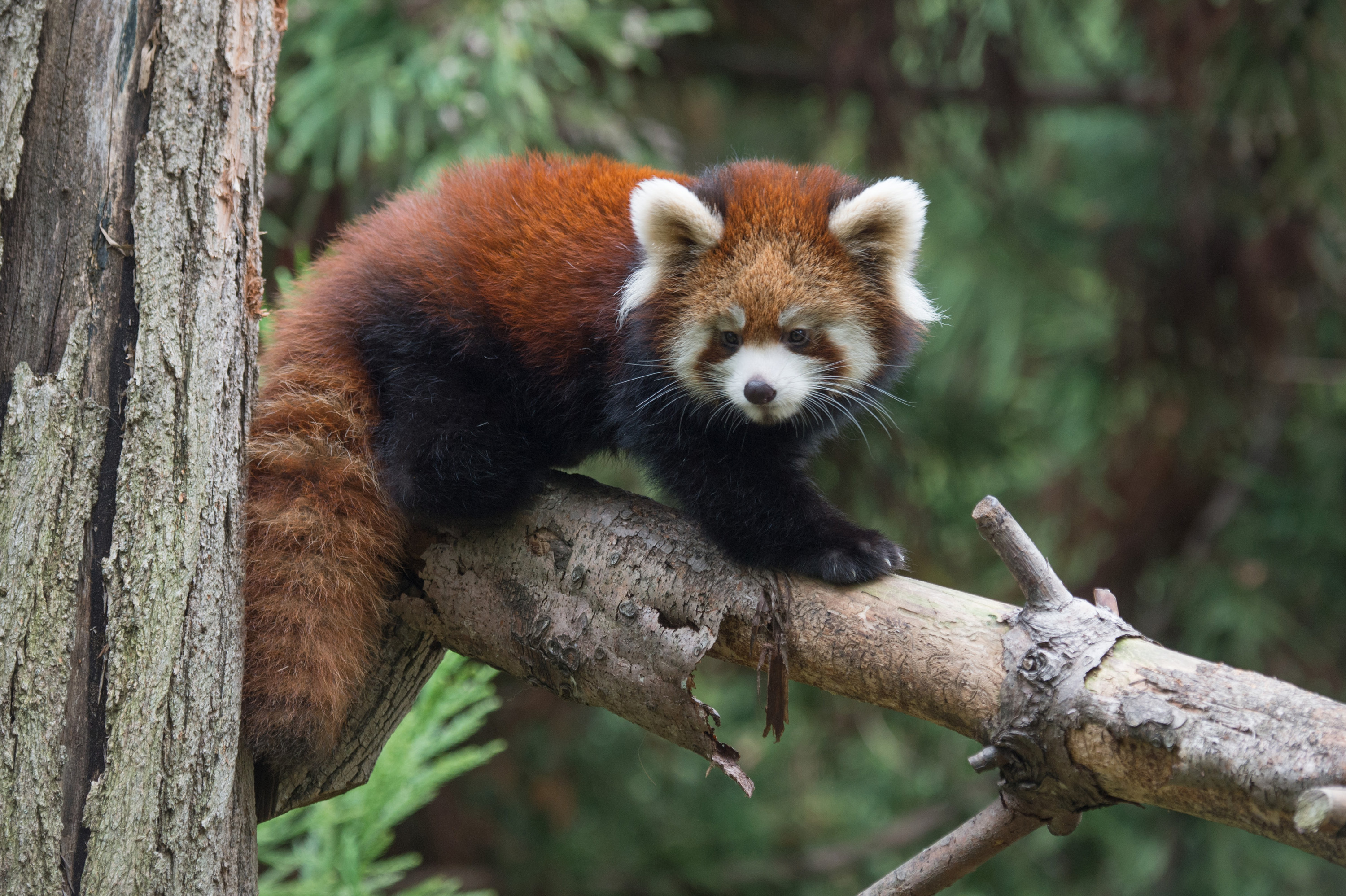 2 baby red pandas make debut at New York zoo
