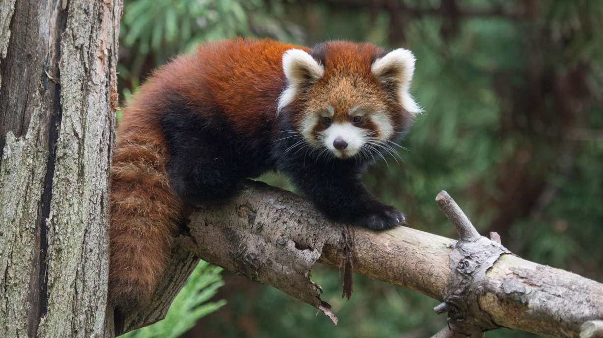 2 baby red pandas make debut at New York zoo