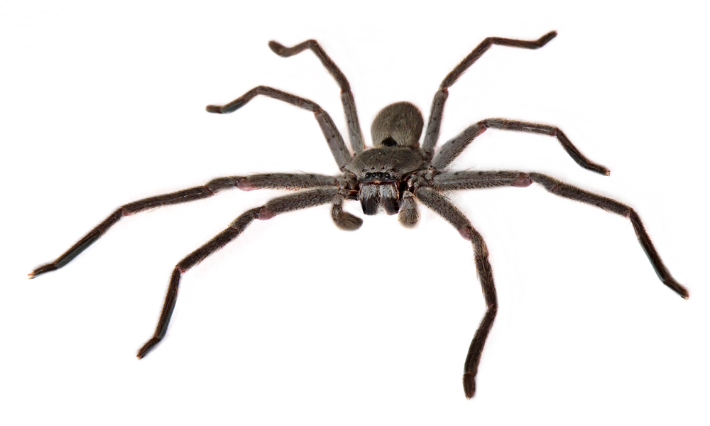 Police respond to woman screaming in apartment, find man inside afraid of a spider