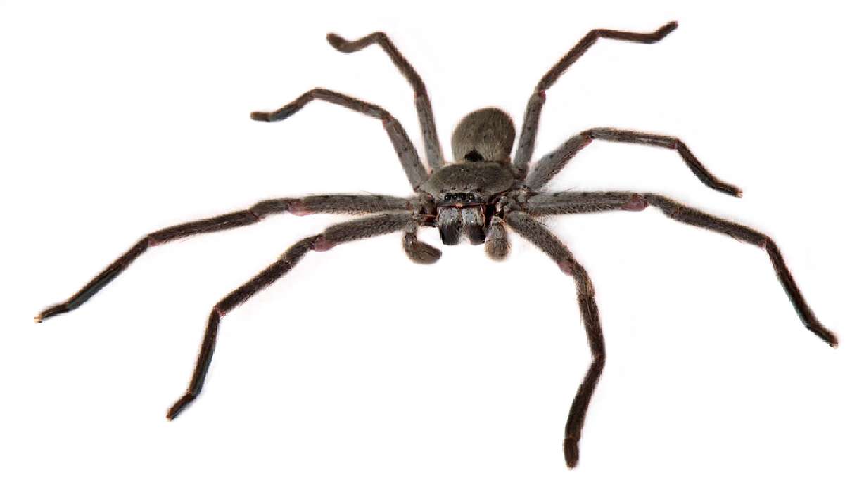 Police respond to woman screaming in apartment, find man inside afraid of a spider