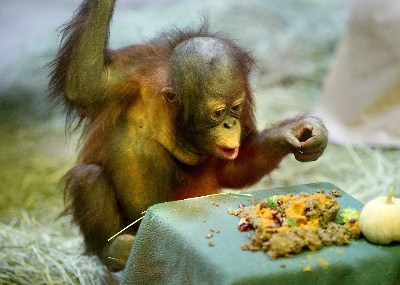 Tuah, a baby orangutan picks through food. (Photo: Tom Smart, Deseret News)