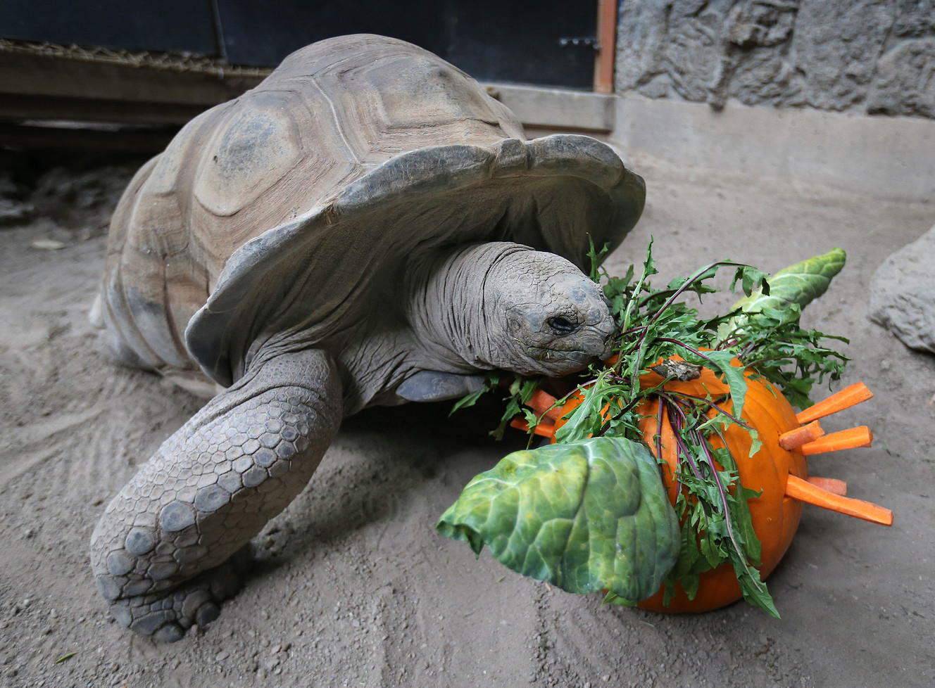 Kronk, a 450-pound Aldabra Tortoise, enjoys his treat. (Photo: Tom Smart, Deseret News)