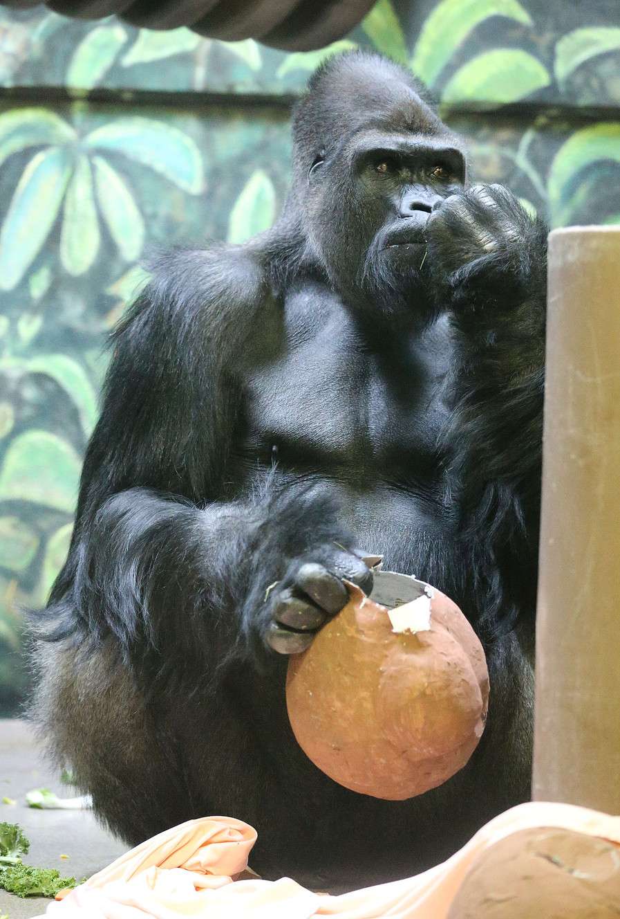 Husani, a silverback gorilla picks through treats. (Photo: Tom Smart, Deseret News)
