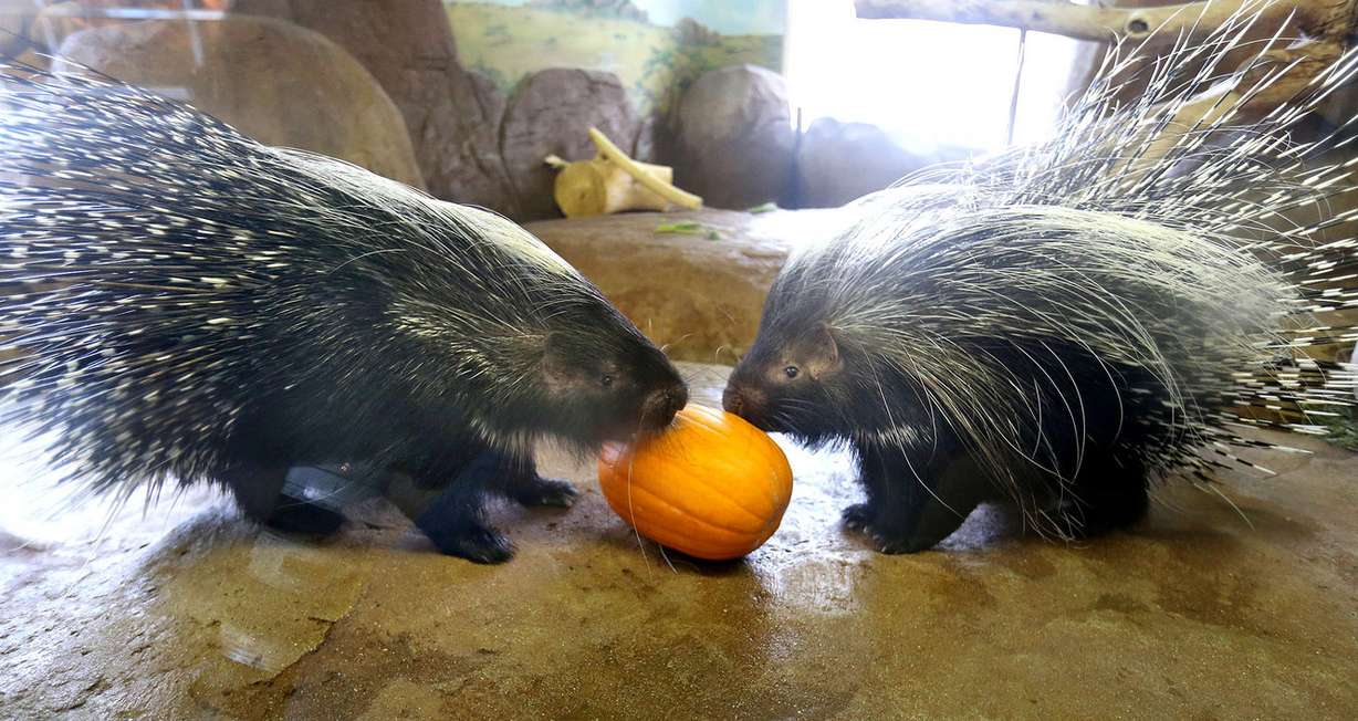 Two African Crested Porcupines enjoy a pumpkin. (Photo: Tom Smart, Deseret News)