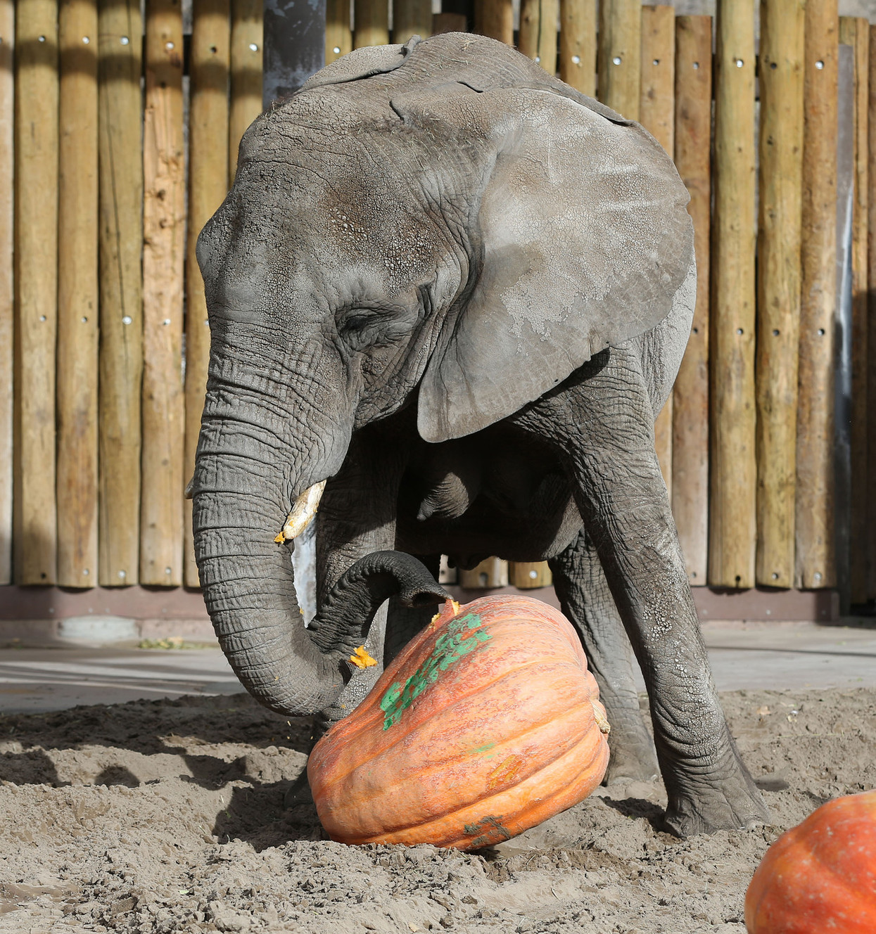 Christie enjoys a pumpkin. (Photo: Tom Smart, Deseret News)
