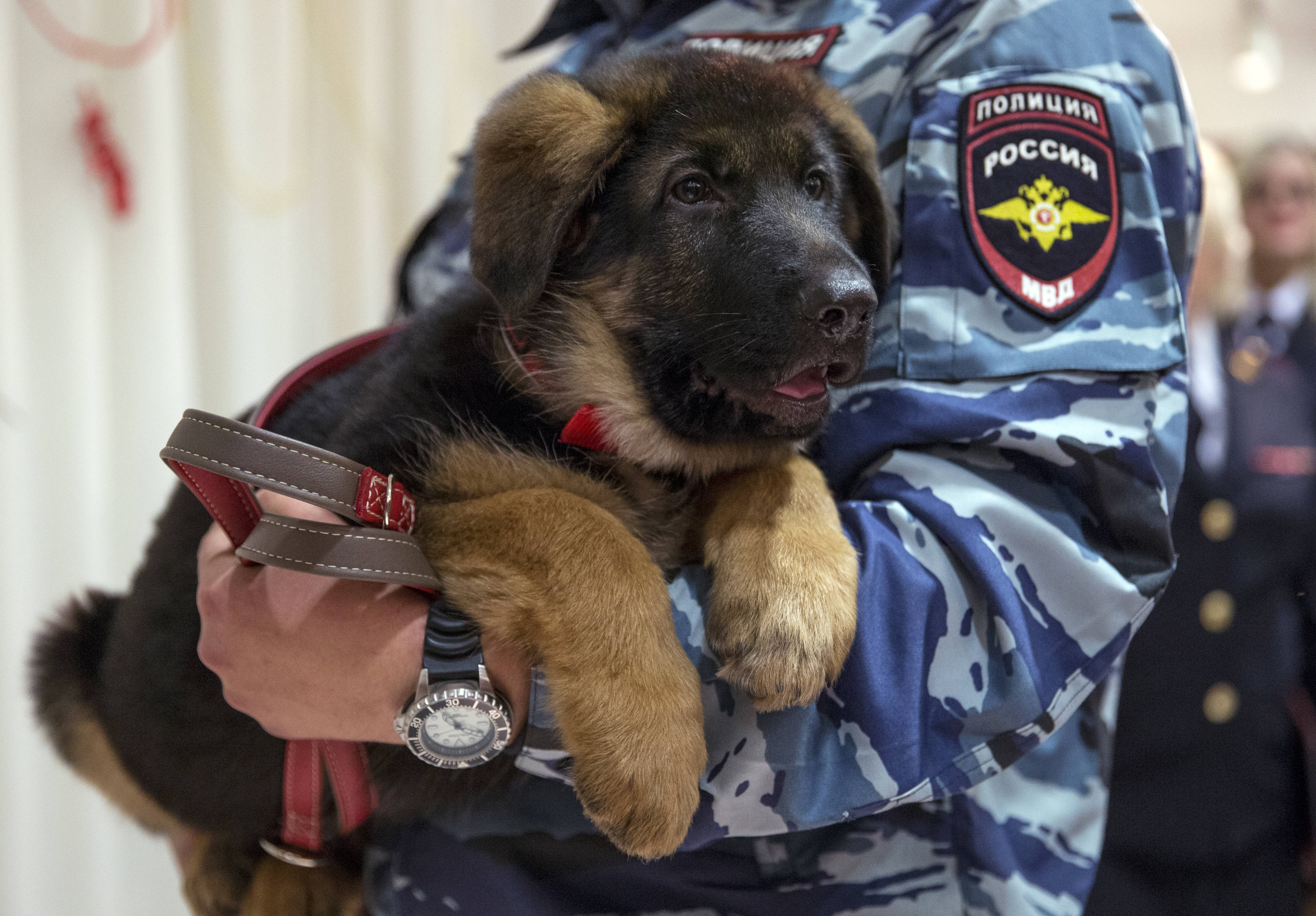 Russia gives France puppy to replace killed police dog