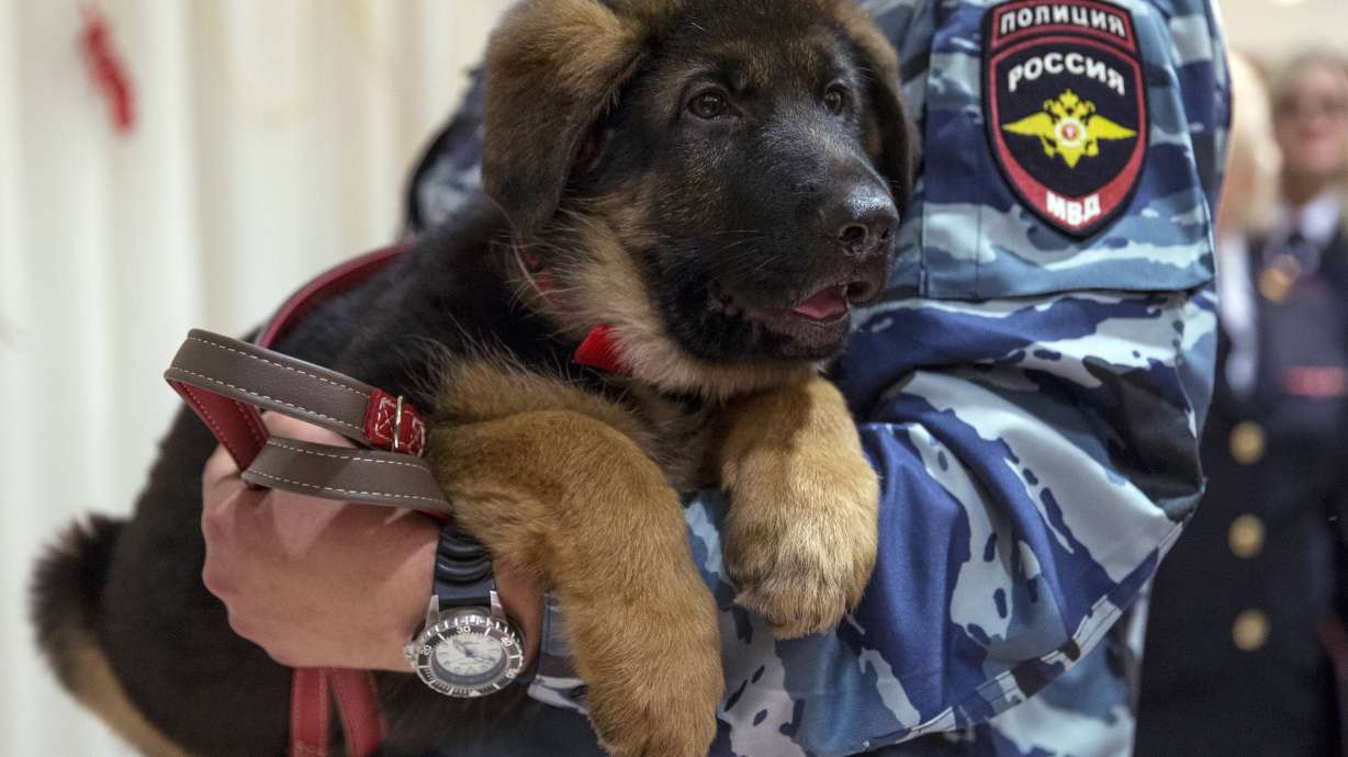 Russia gives France puppy to replace killed police dog