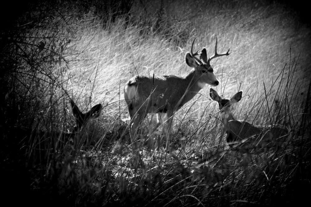 Photo Credit: Jami Bollschweiler