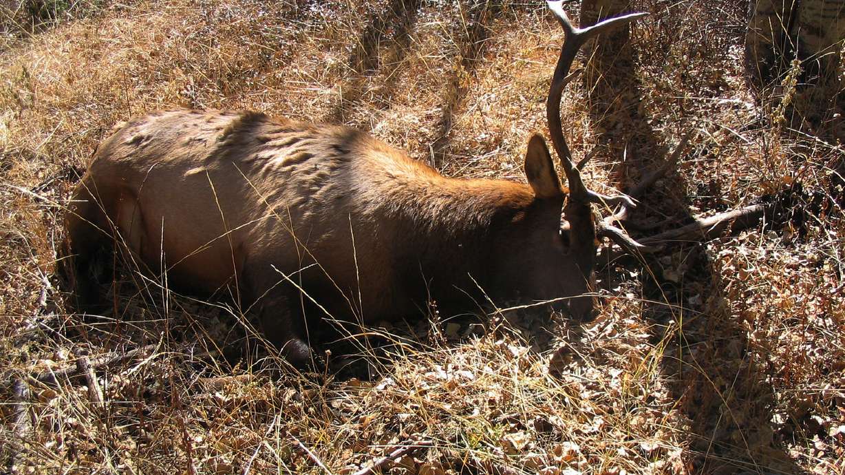 Number of animals illegally killed in Utah increases for 2nd consecutive year