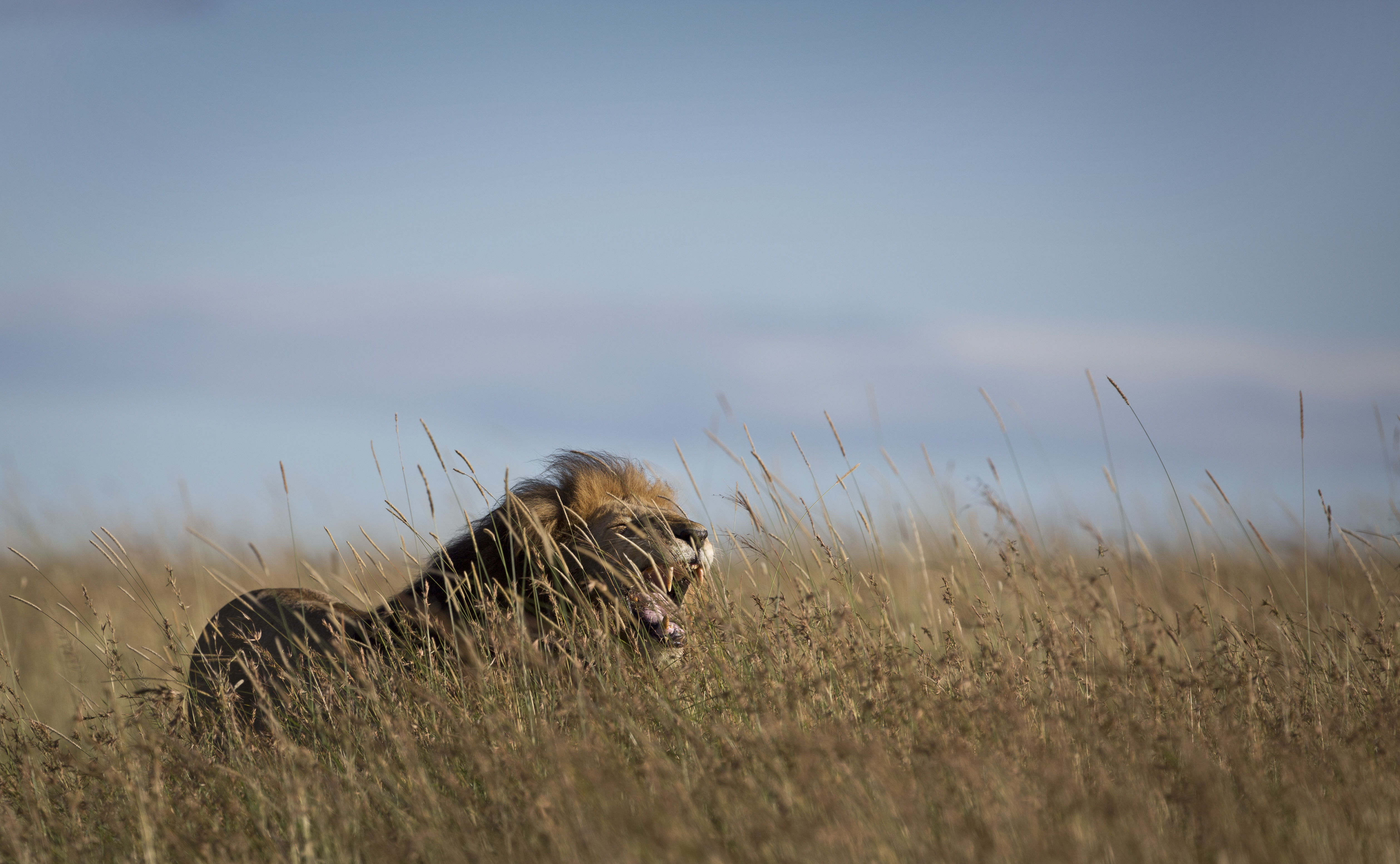 Poisoned lion in Kenya euthanized after condition worsened