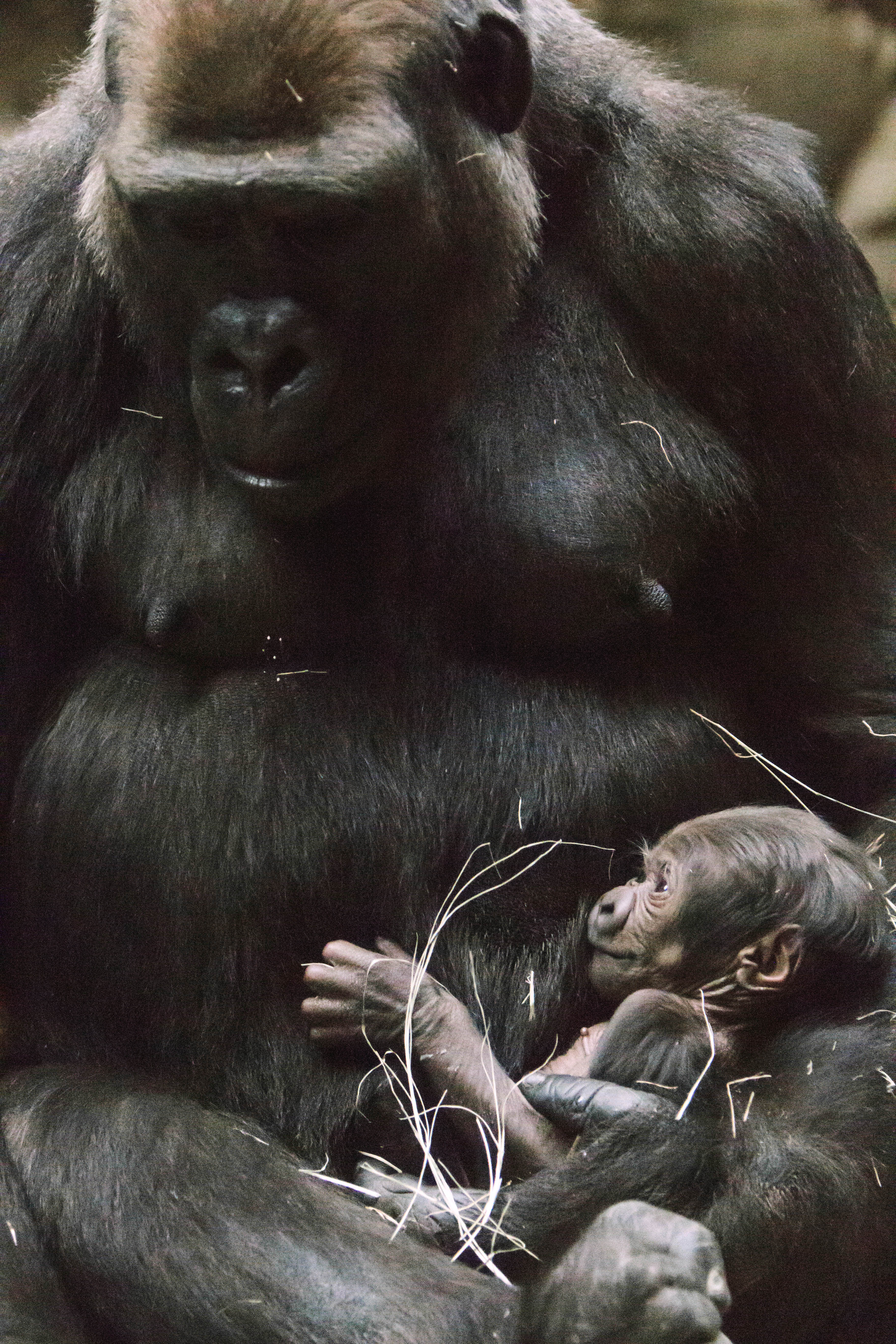 Fort Worth Zoo welcomes male baby gorilla